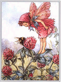 Clover Fairy
